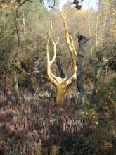 L'arbre d'or à l'entrée du Val sans Retour